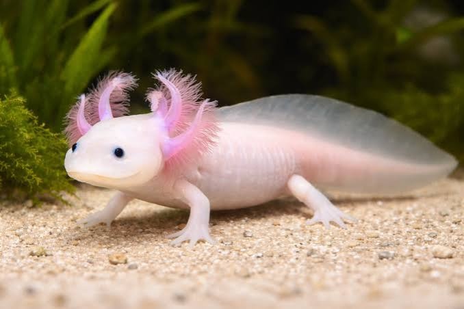 water chiller axolotl tank.jpg